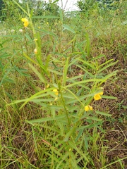 Chamaecrista mimosoides