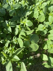 Acalypha ostryifolia