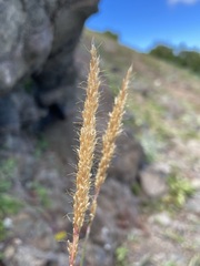 Trisetum spicatum