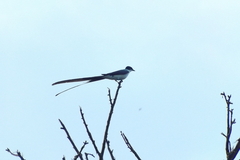 Tyrannus savana