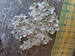 Parmotrema clavuliferum