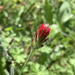 Trifolium incarnatum