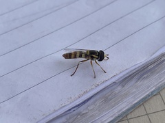 Ischiodon