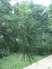 Pinus strobus