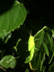 Stenocatantops mistshenkoi