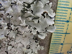 Parmotrema clavuliferum