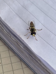 Ischiodon