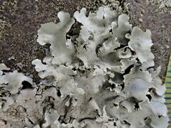 Parmotrema clavuliferum