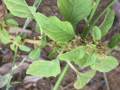 Amaranthus blitum