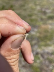 Danthonia intermedia