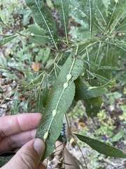 Neolasioptera vernoniae