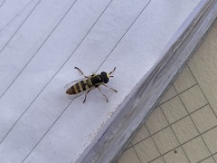 Ischiodon