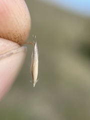 Danthonia intermedia