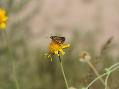 Atalopedes campestris