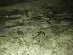 Apodemus flavicollis