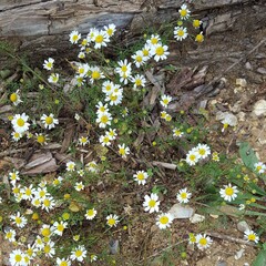 Matricaria chamomilla