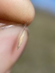 Danthonia intermedia