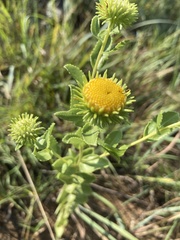Grindelia nuda