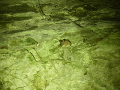 Apodemus flavicollis