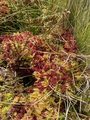 Sphagnum capillifolium