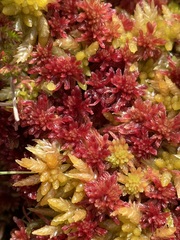 Sphagnum capillifolium