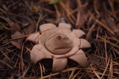 Geastrum triplex