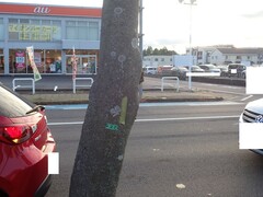 Parmotrema clavuliferum