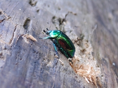 Macraspis lucida