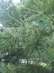 Pinus strobus