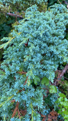 Juniperus communis