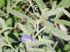 Acmaeodera scalaris