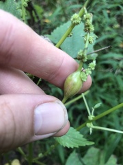Neolasioptera boehmeriae