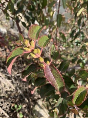 Aristotelia chilensis