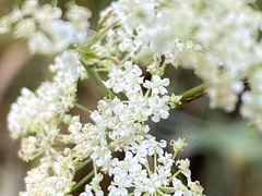 Perideridia gairdneri