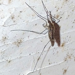 Anopheles