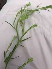 Corispermum intermedium