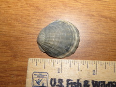 Flexopecten glaber ponticus