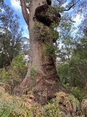Eucalyptus jacksonii