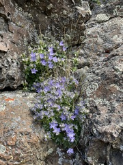 Campanula piperi