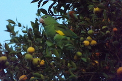 Brotogeris chiriri