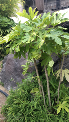 Fatsia japonica