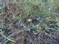 Perideridia gairdneri