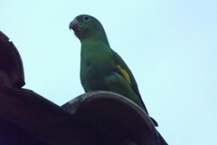 Brotogeris chiriri