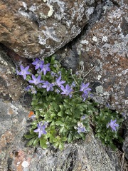 Campanula piperi