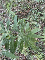 Neolasioptera vernoniae