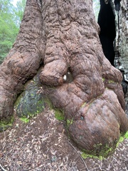 Eucalyptus jacksonii