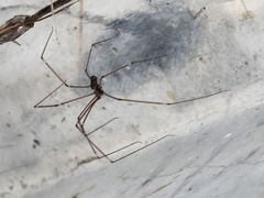 Pholcus phalangioides
