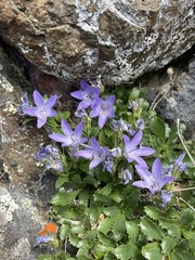 Campanula piperi
