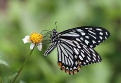 Papilio clytia