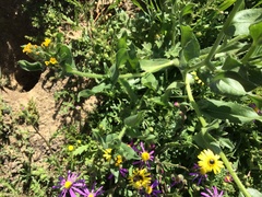 Amsinckia lycopsoides